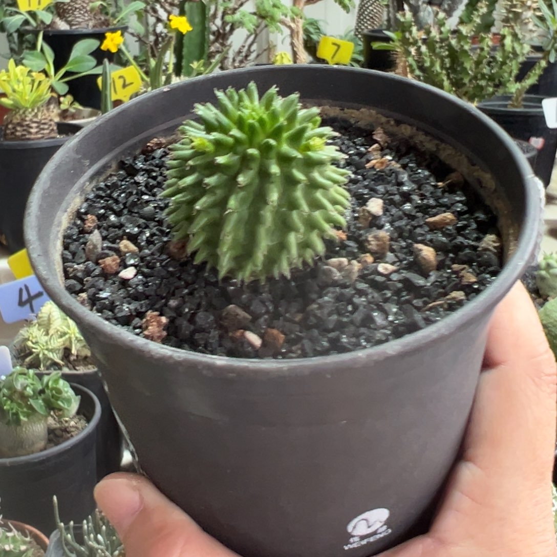 实生海胆大戟带盆1111111