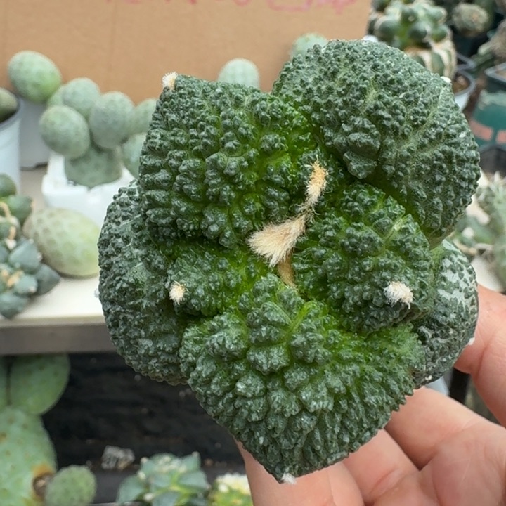 【闪购商品】无花朵用****4大尤哥斯拉482