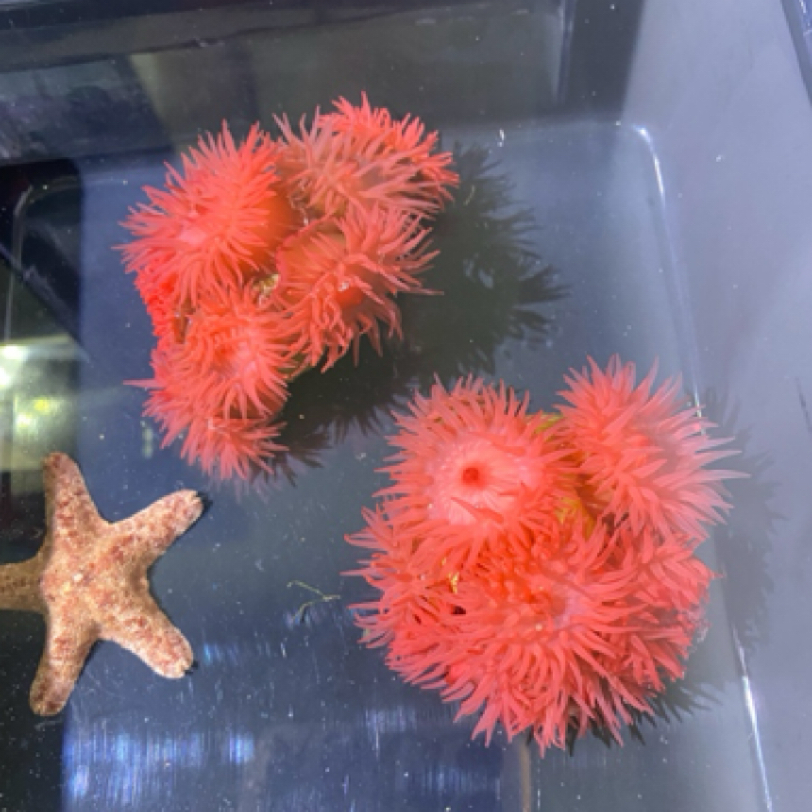 小葵，海缸水族造景