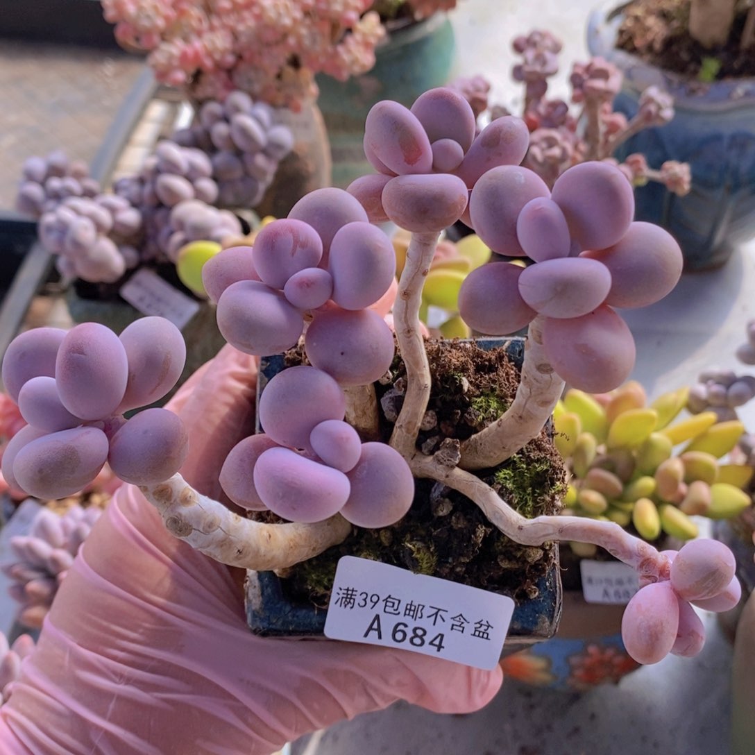 糖果桃蛋老桩13cm684多肉植物
