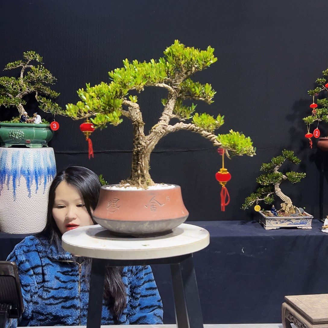 绿植皱皮黄杨木 