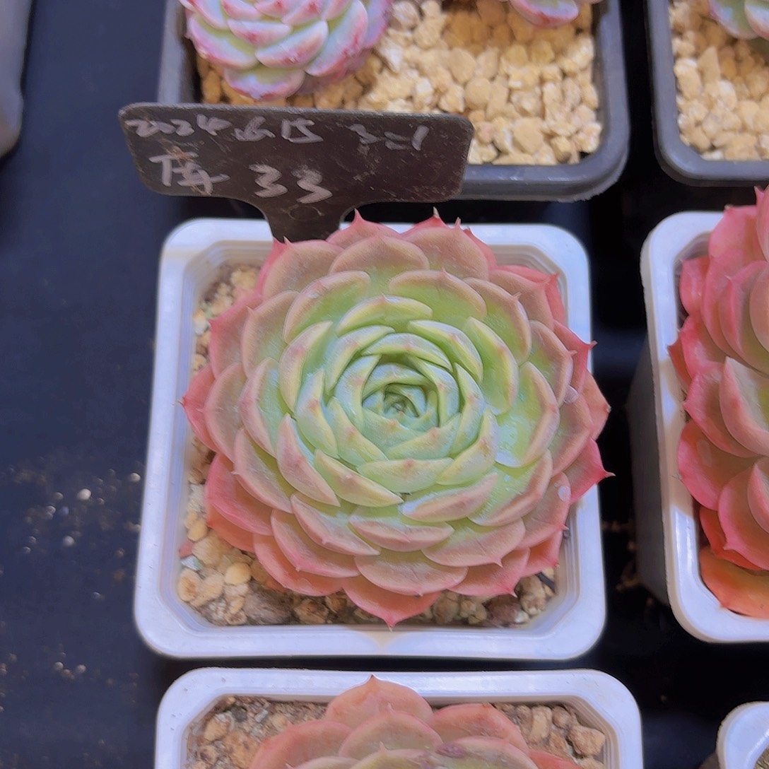 小***柚云南金致家精品多肉