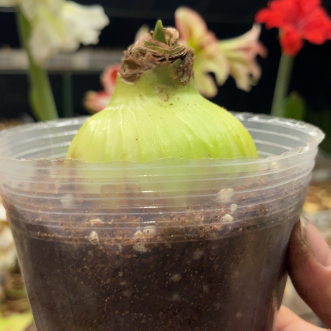 鬼魅朱顶红带盆发货