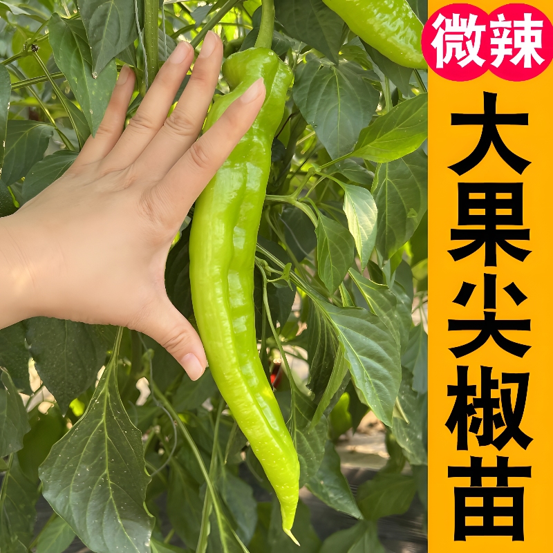 寿光优质高产尖椒辣椒秧苗四季辣椒苗易活庭院种植阳台盆栽
