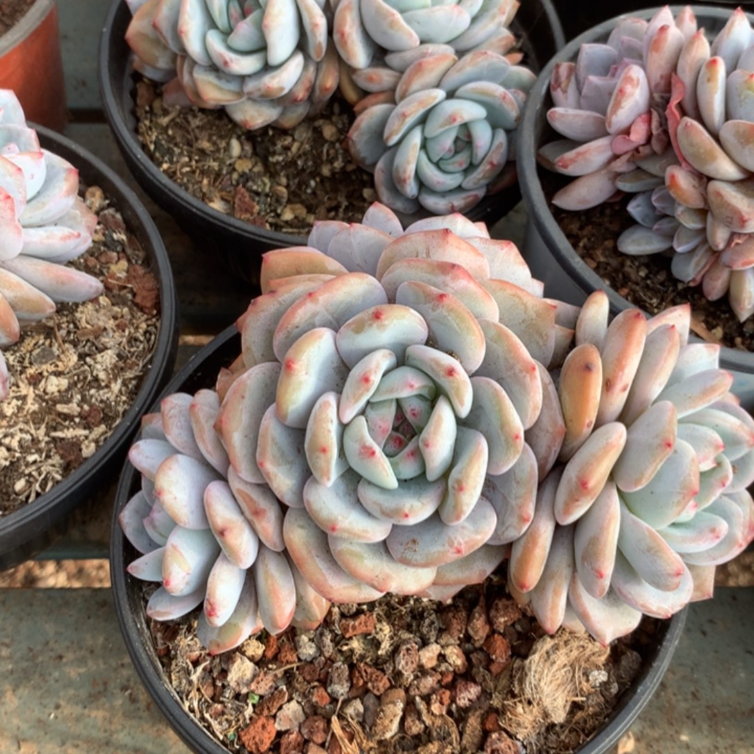 无花朵无砍哈哈哈哈哈哈40