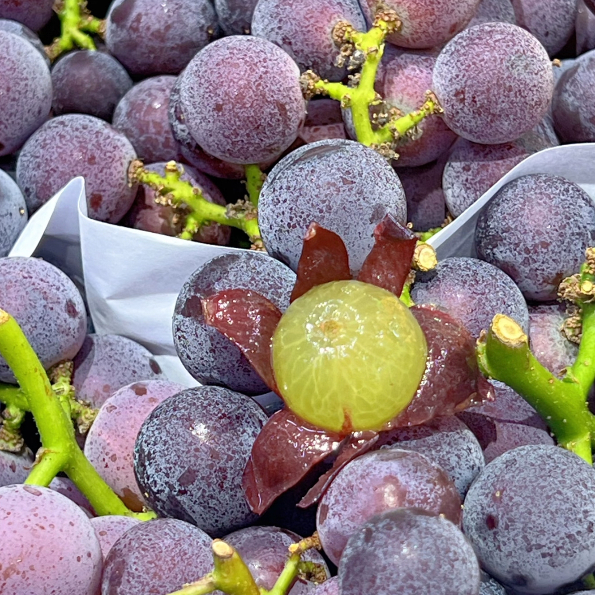 超甜【辽宁巨峰葡萄】一串约2斤辽宁省