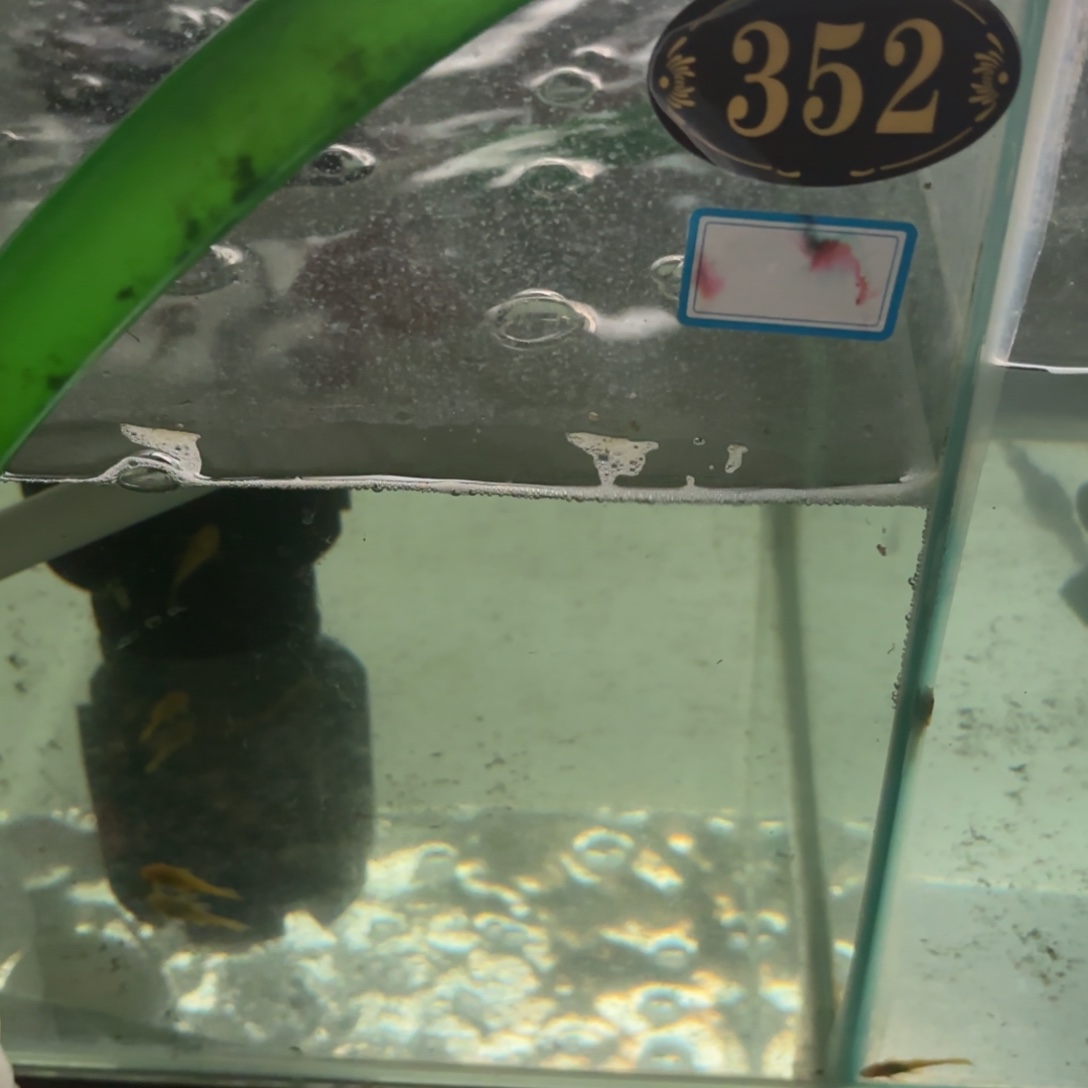 本***铃孔雀鱼黄金胡子六条