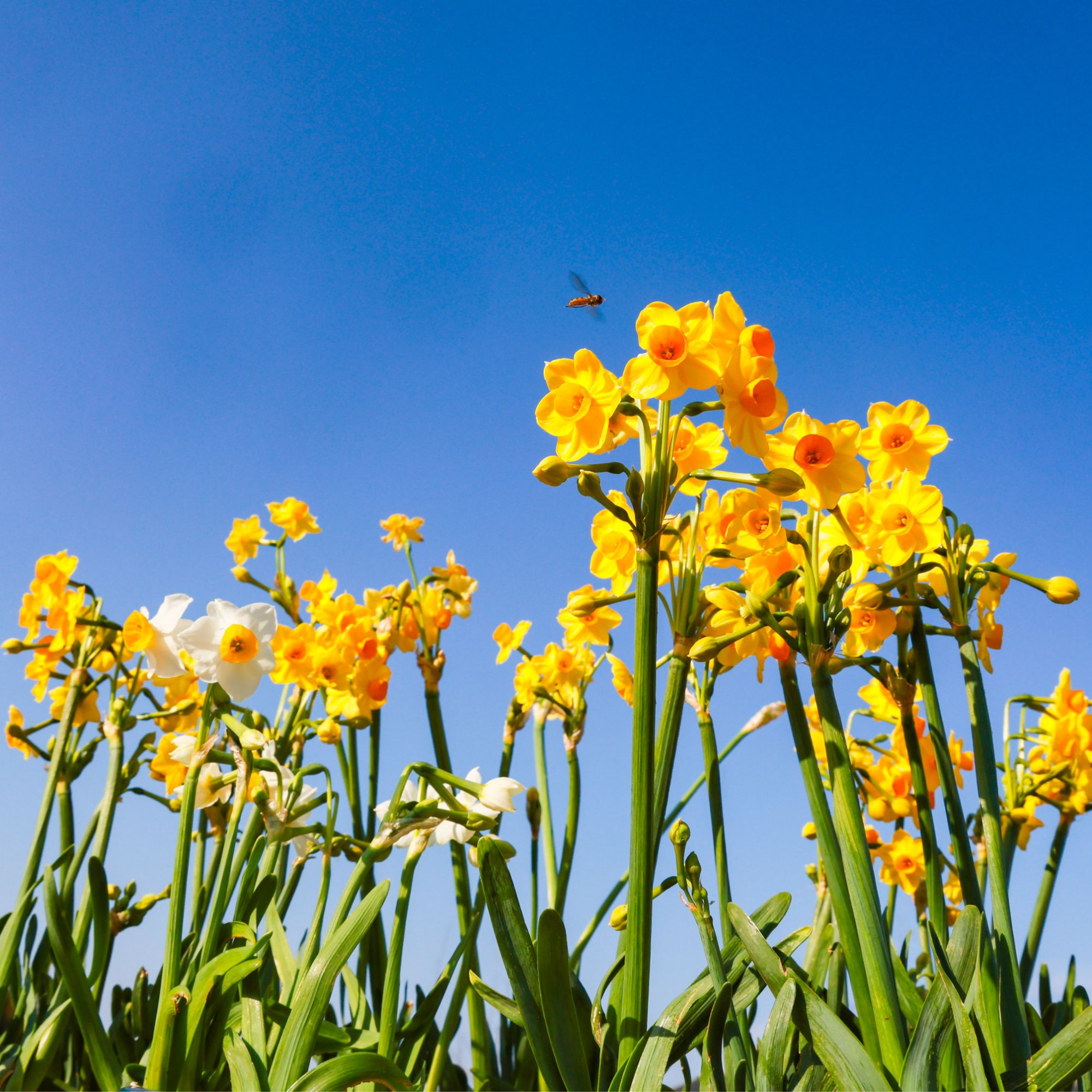“金盏金台”礼盒装——来自金色水仙发源地舟山市普陀区桃花岛