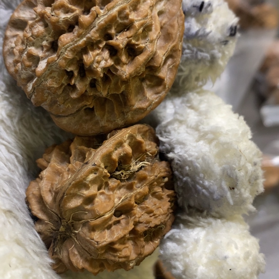 j***y秦岭森林中发现两秦公子