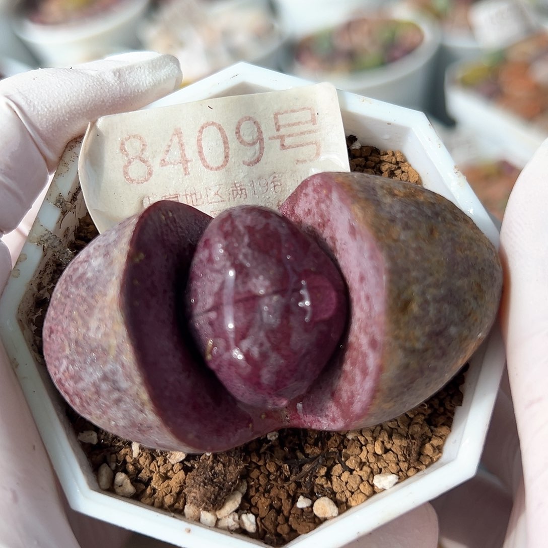 好养易活生石花大母本8409