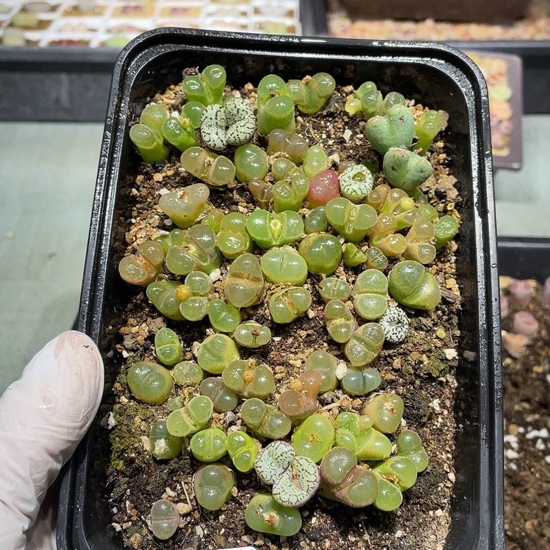 914当天凑满十八元包邮生石花