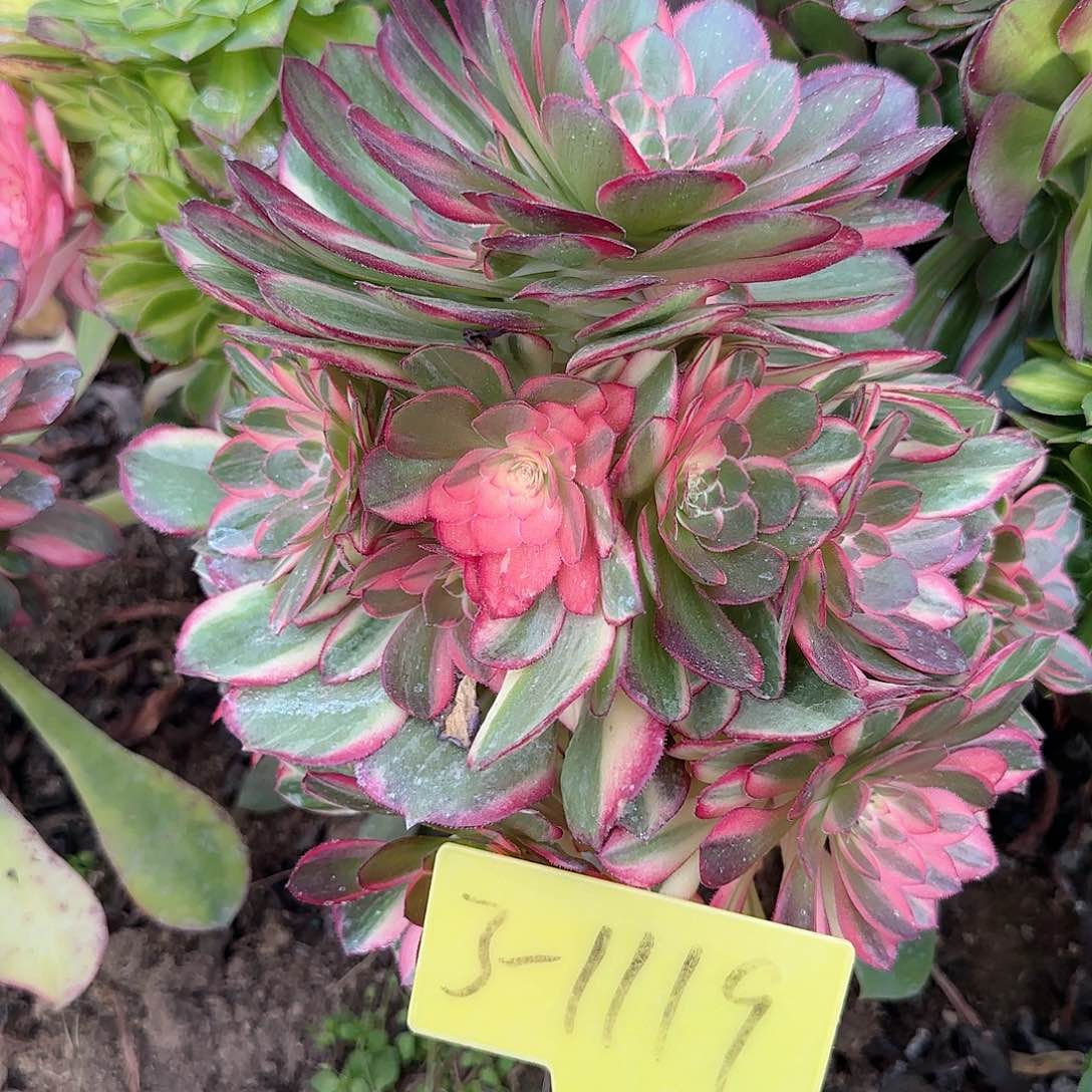 3-1119--+多头多肉植物