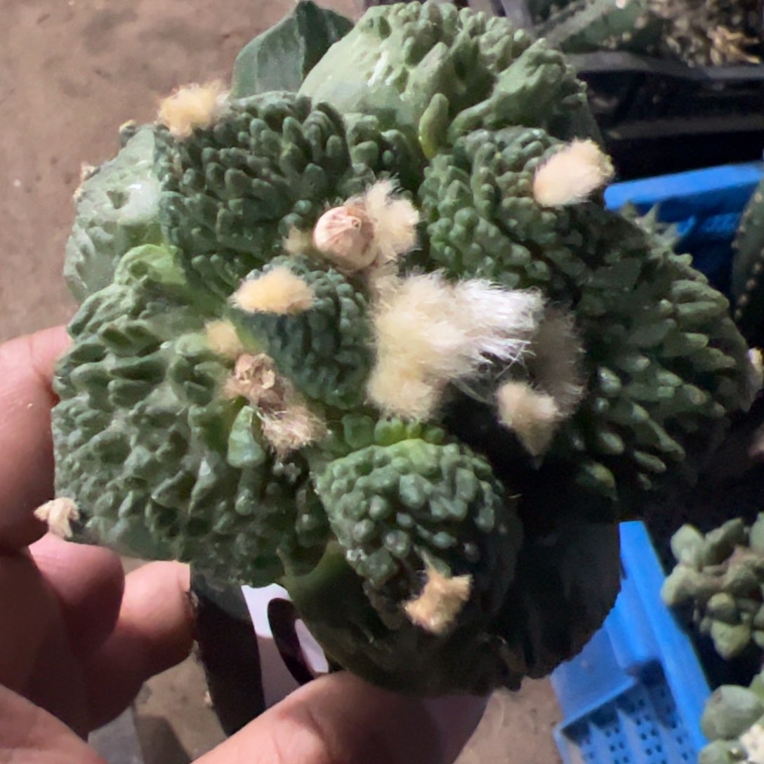 丨****丨大尤哥斯拉牡丹097仙人球