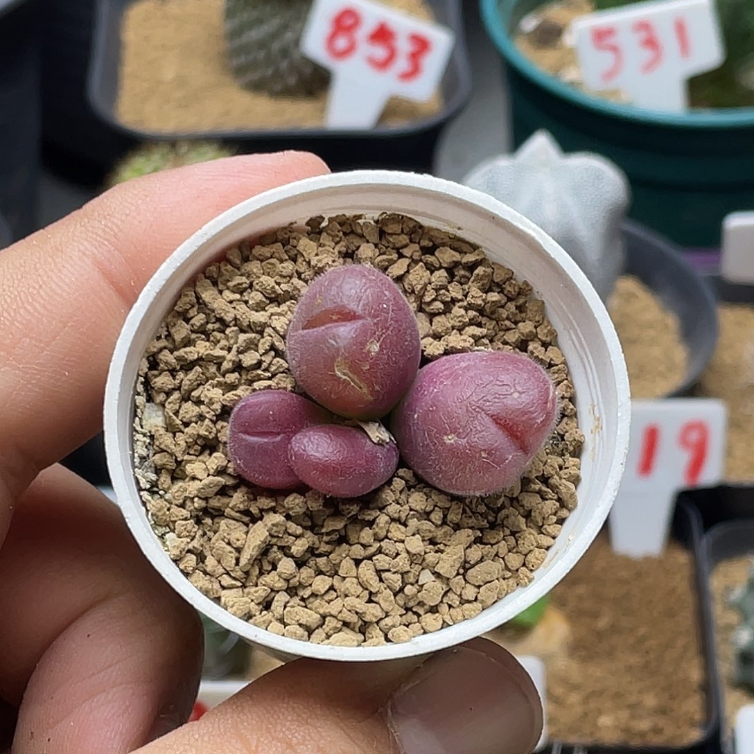 实生4头短毛翠滴 微瑕