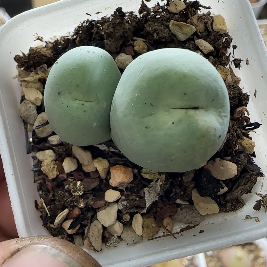 双头鸽子蛋带盆土