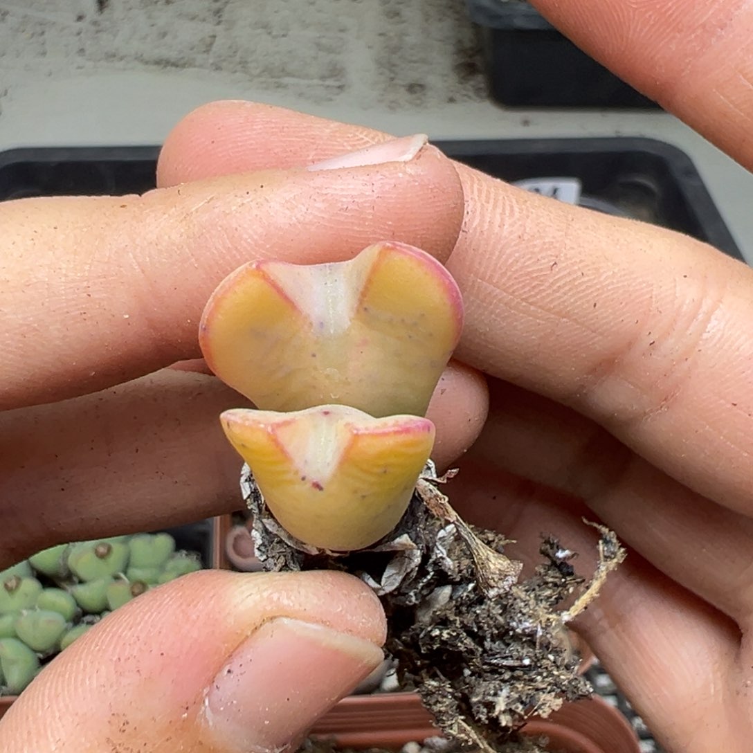 【闪购商品】198……