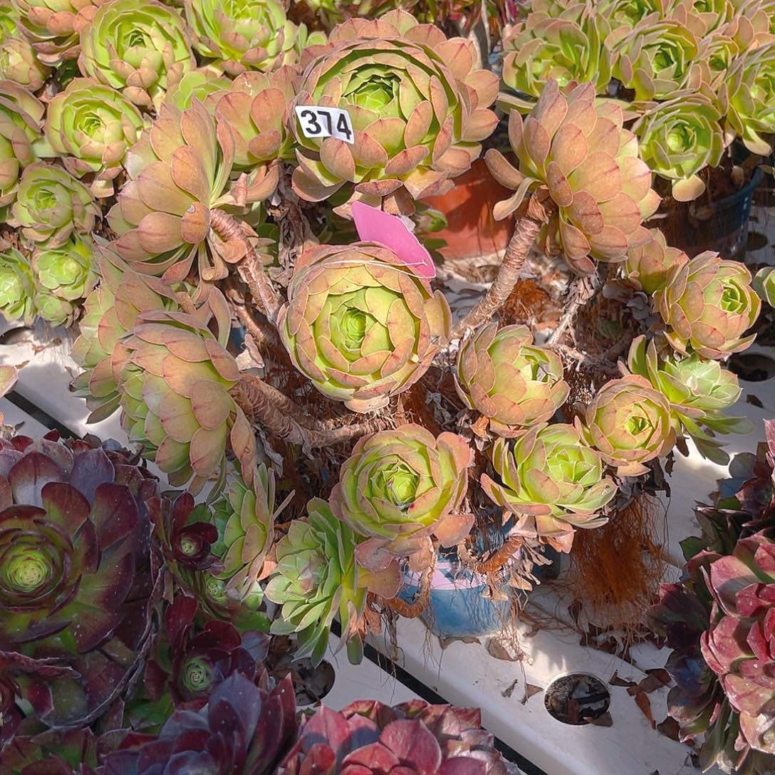 法师法师3/-27包邮法师