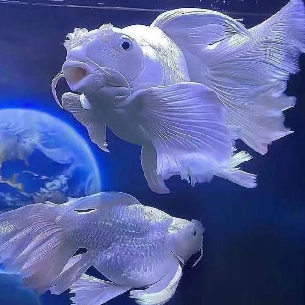 精品蝴蝶鲤直播链接