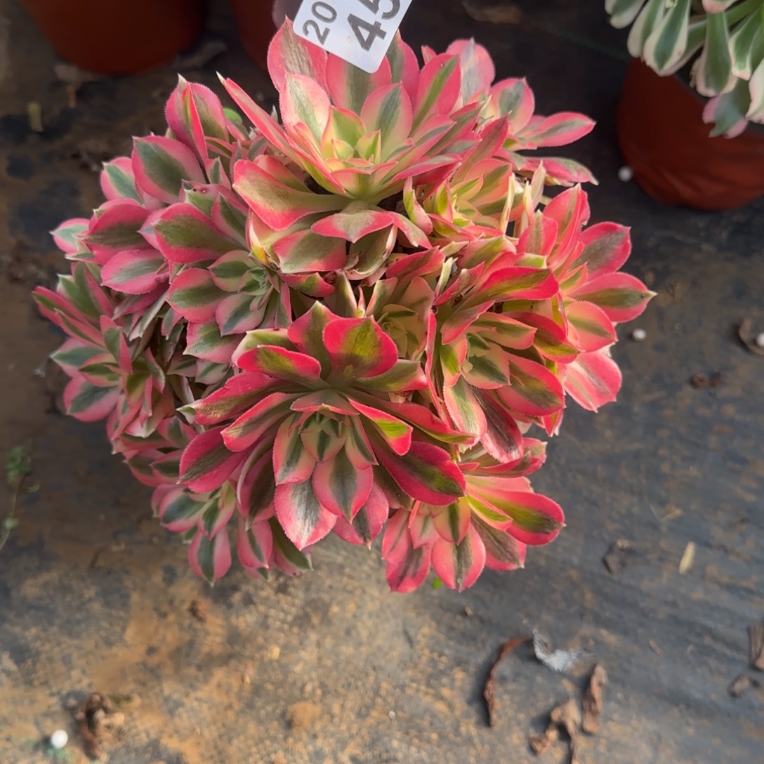 粉女巫456满20包邮断枝不包瑕疵