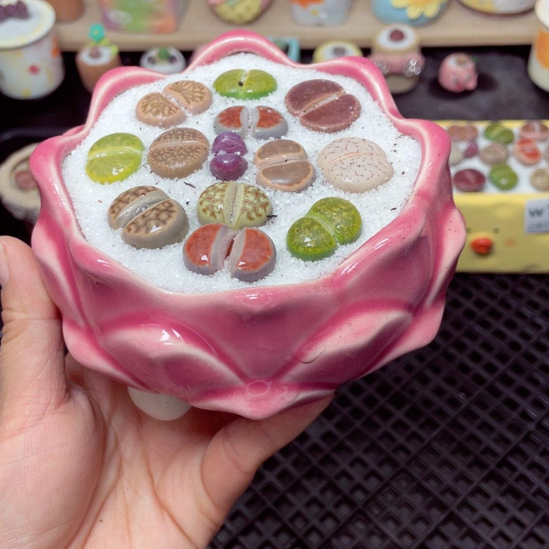 w1355 带盆土发货-零下地区拍保温箱