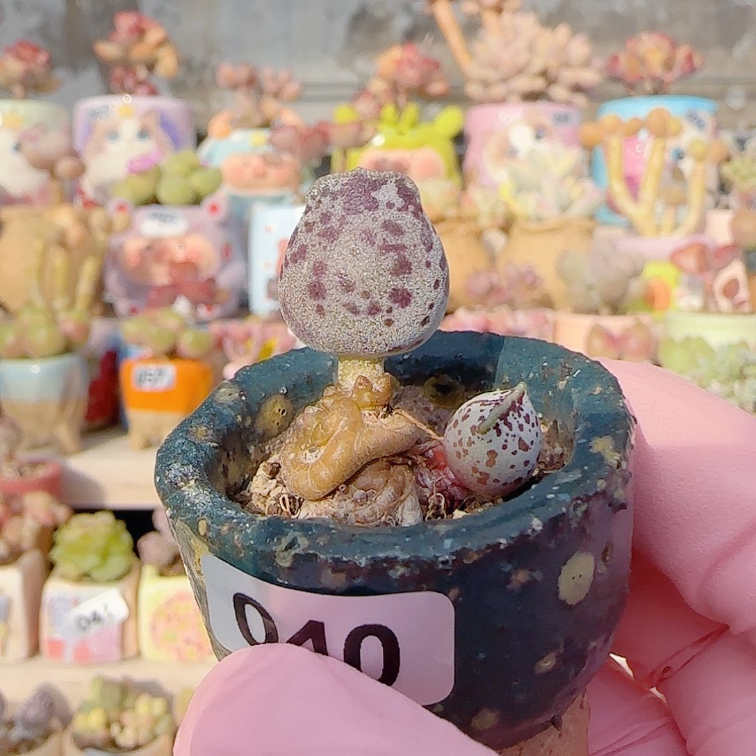 达摩白丸 盆口3cm