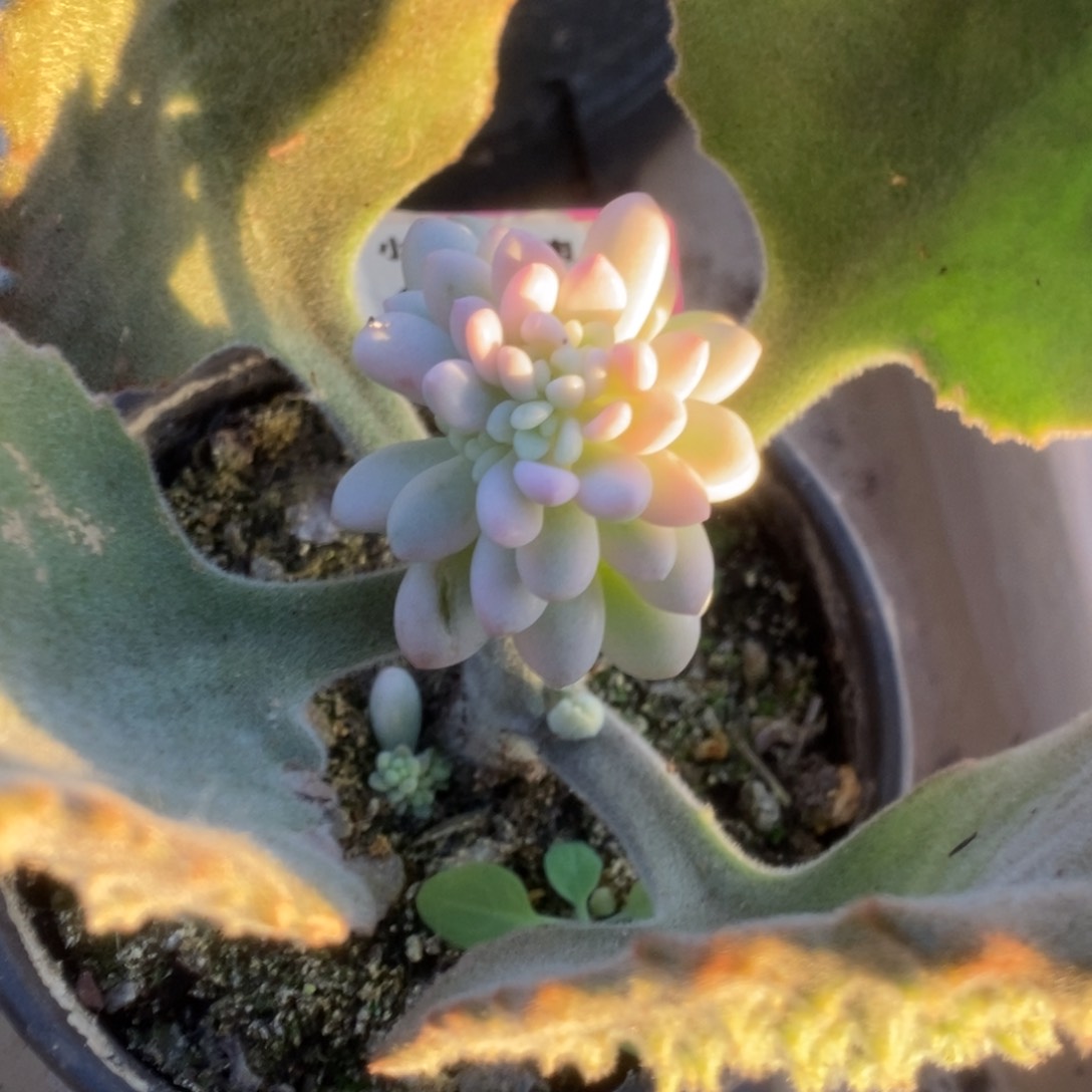 588鱼子酱锦锦锦锦