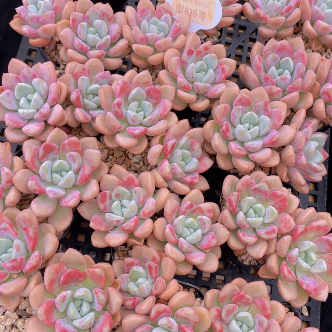 量拍6号 白鹭花斑鹭老桩大双头一个