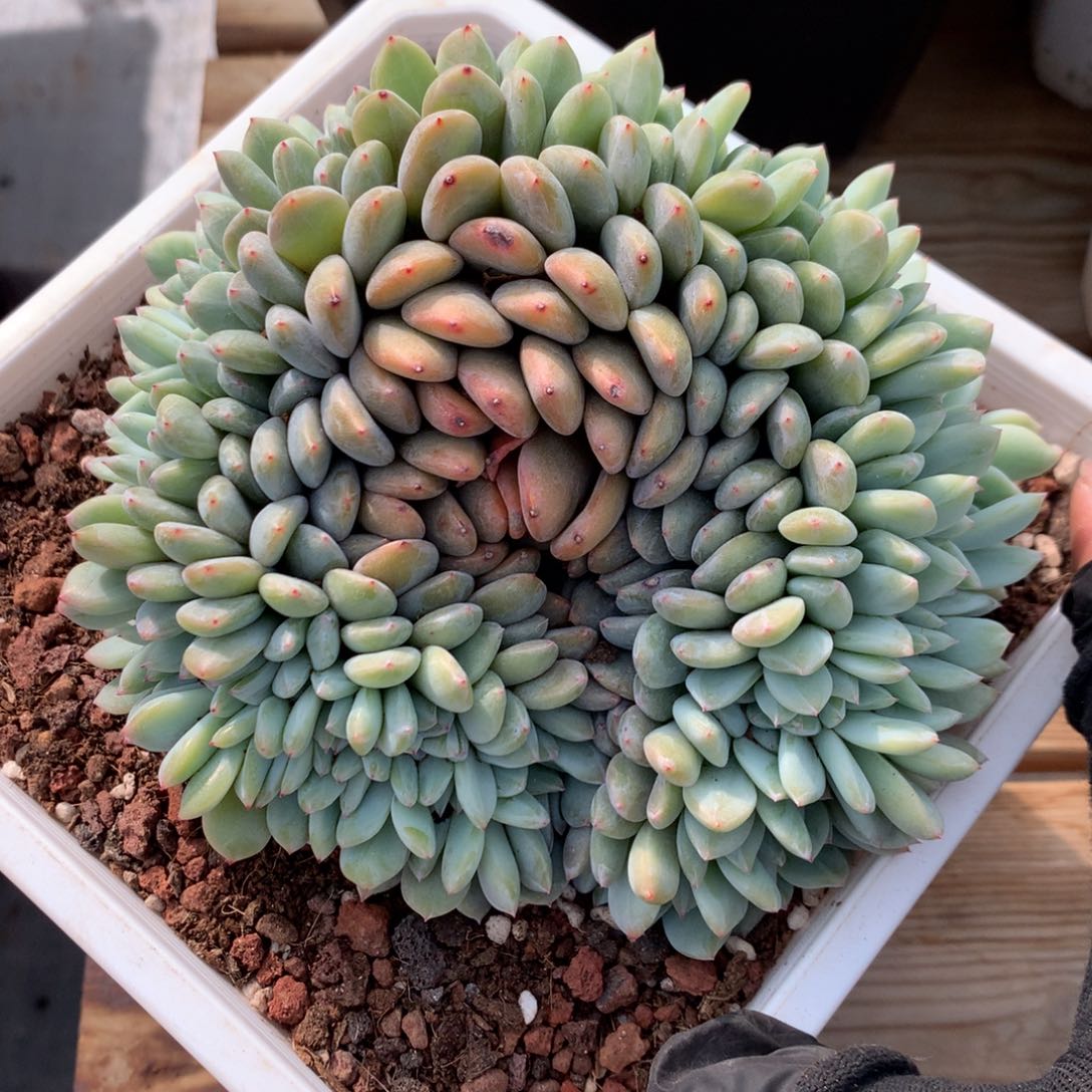 A284售后范围：签收起7天内，录开箱视频