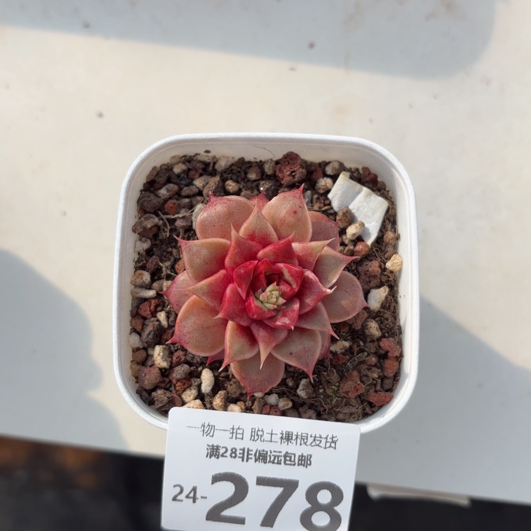皮皮虾单头多肉多肉多肉