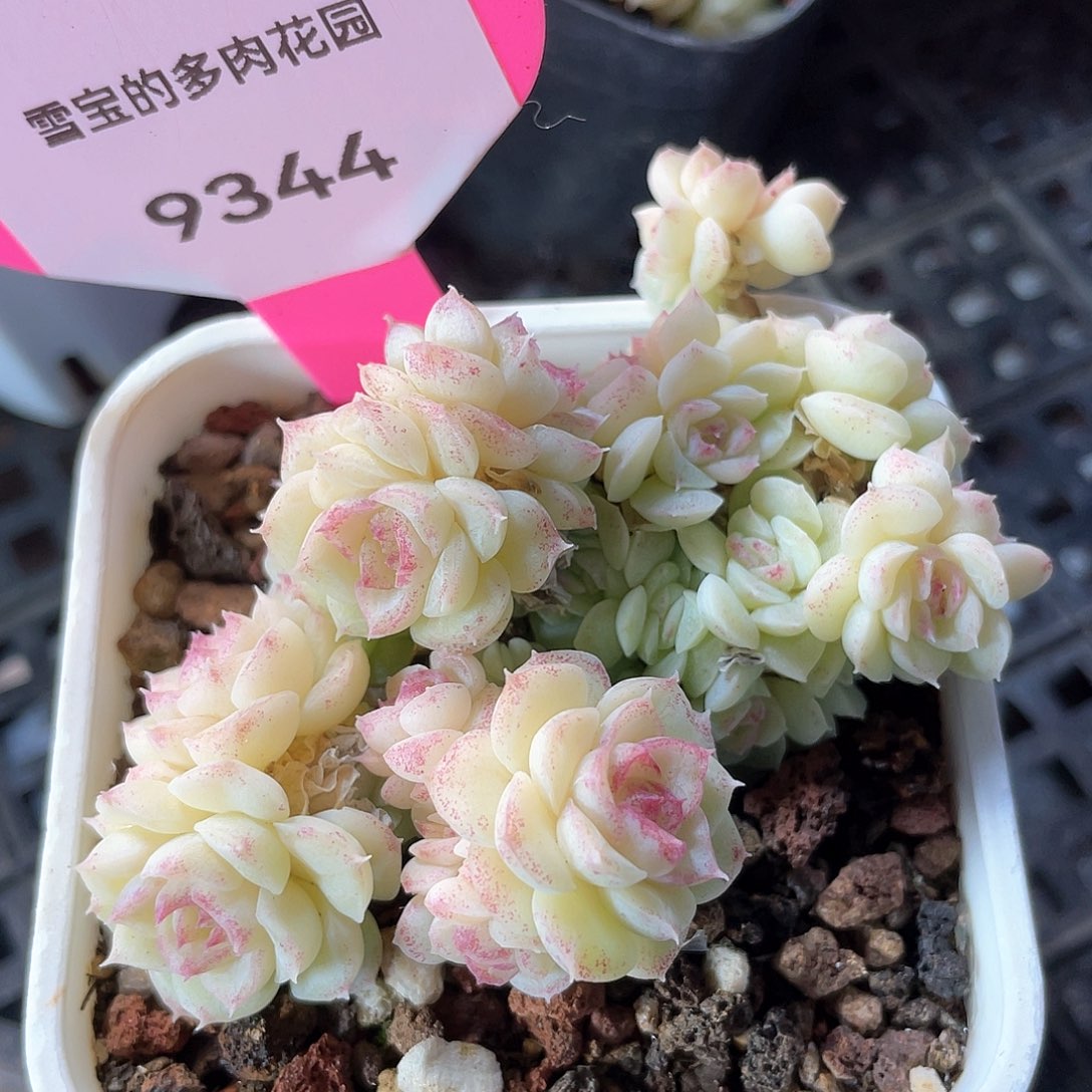 优选白天鹅福利9344