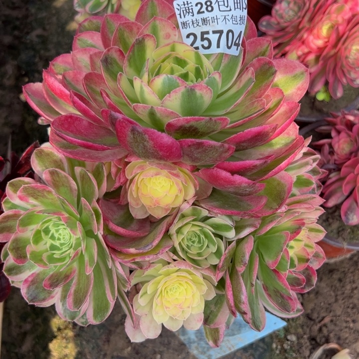 25704玉子多肉植物