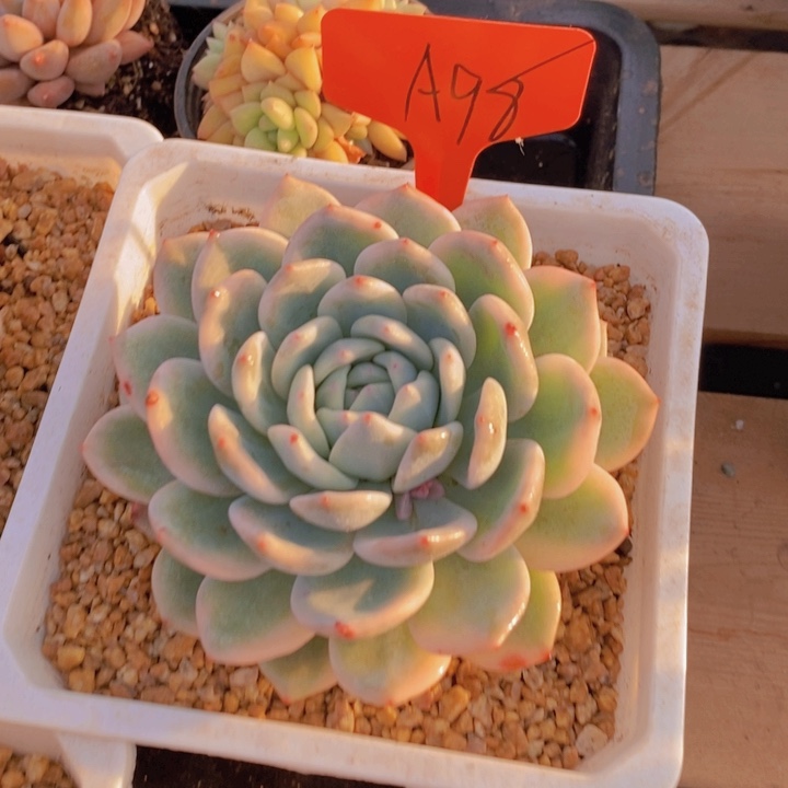 是啊就是想见一看