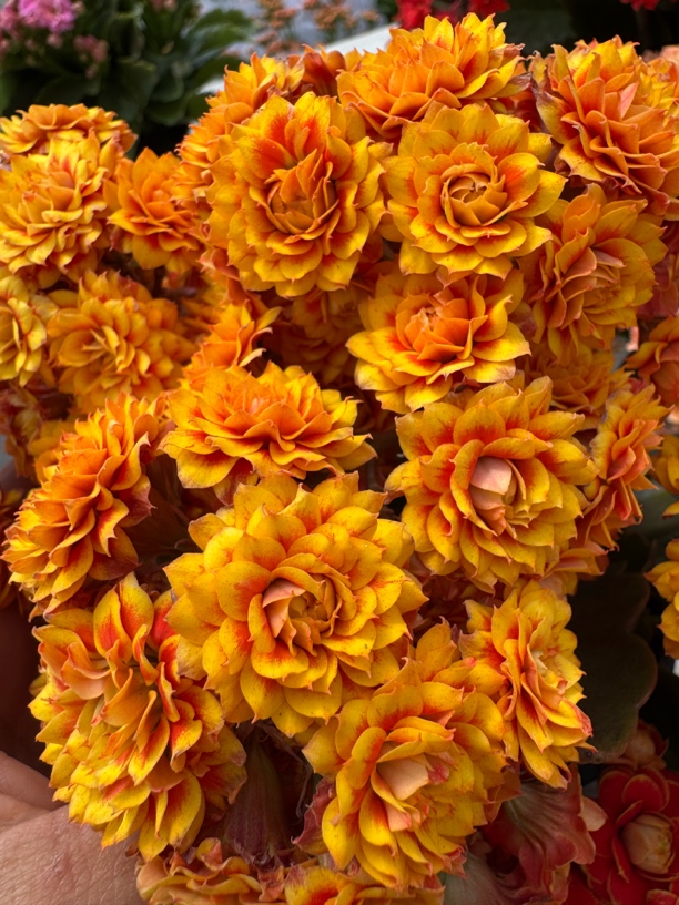 【盛宴】120盆大花苞花期长 