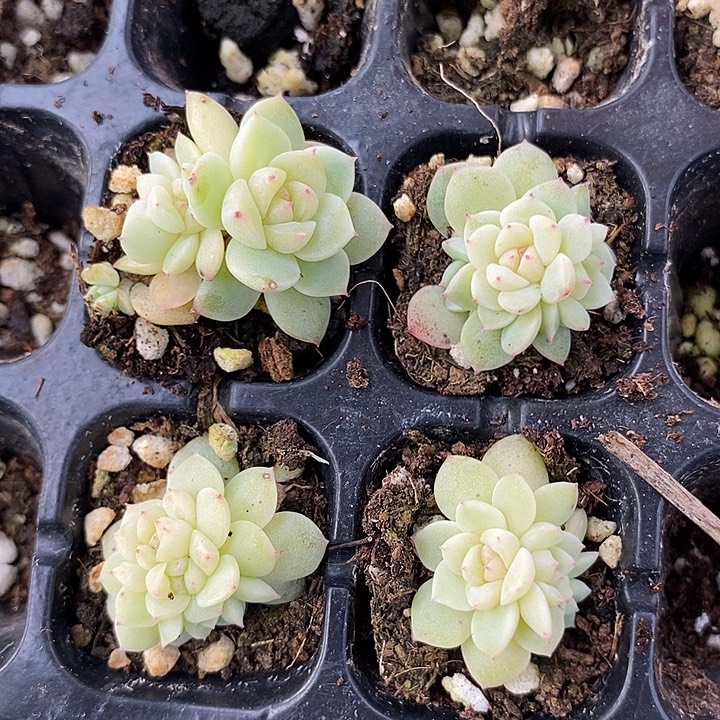 甜心833群生穴盘一个