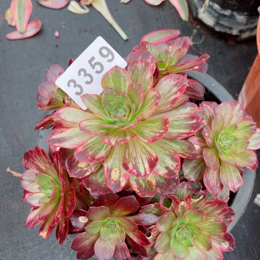 半夏多肉发货发货