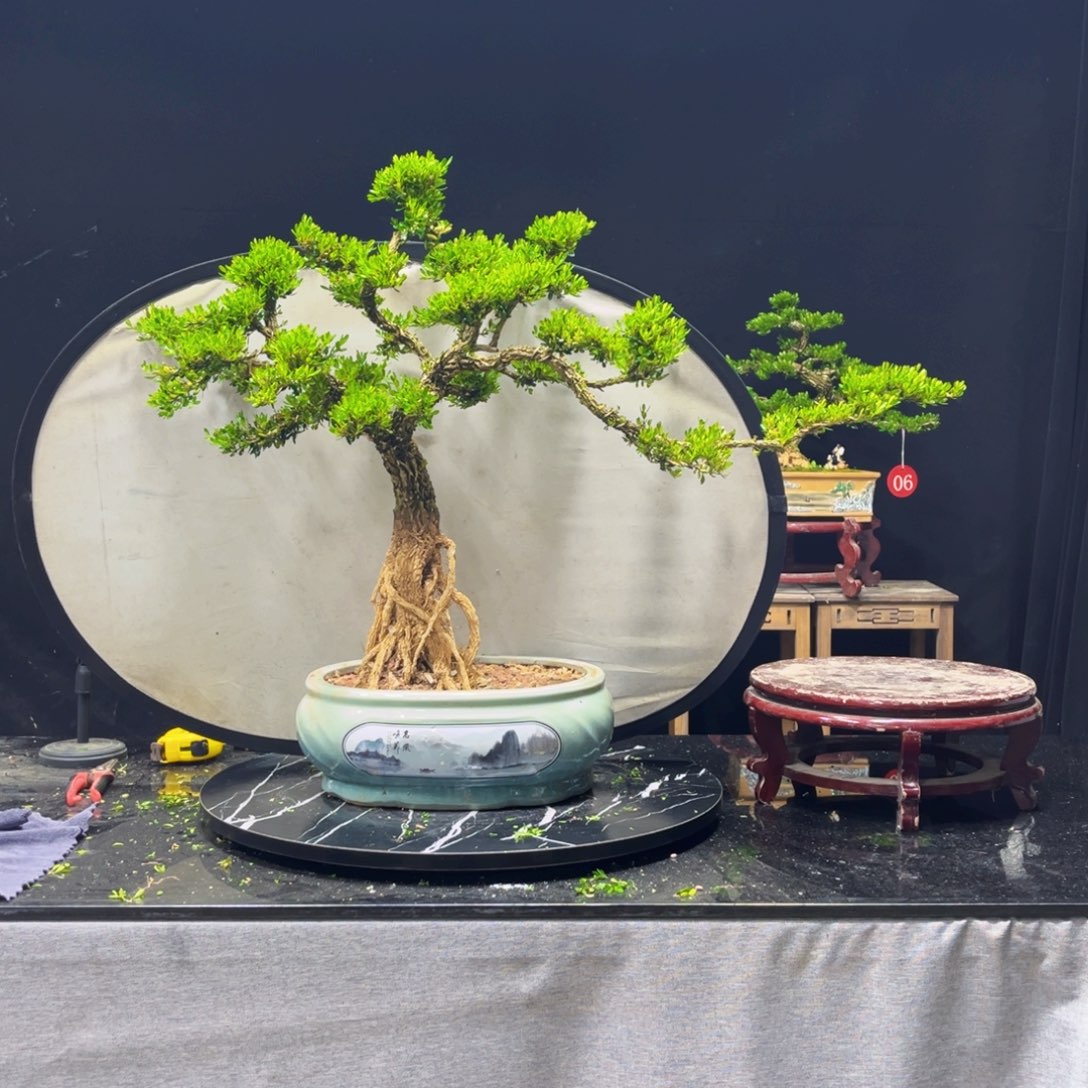 浪***～完全开放黄杨盆景