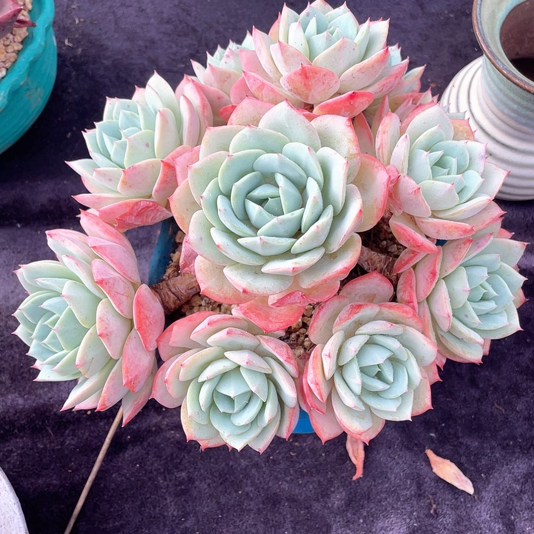 多肉植物一物一拍