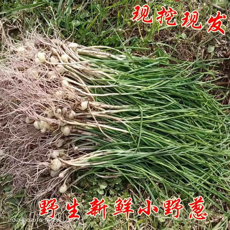 重庆小野蒜野菜小根蒜野葱薤白现挖野生特香葱小葱现挖食用农产品