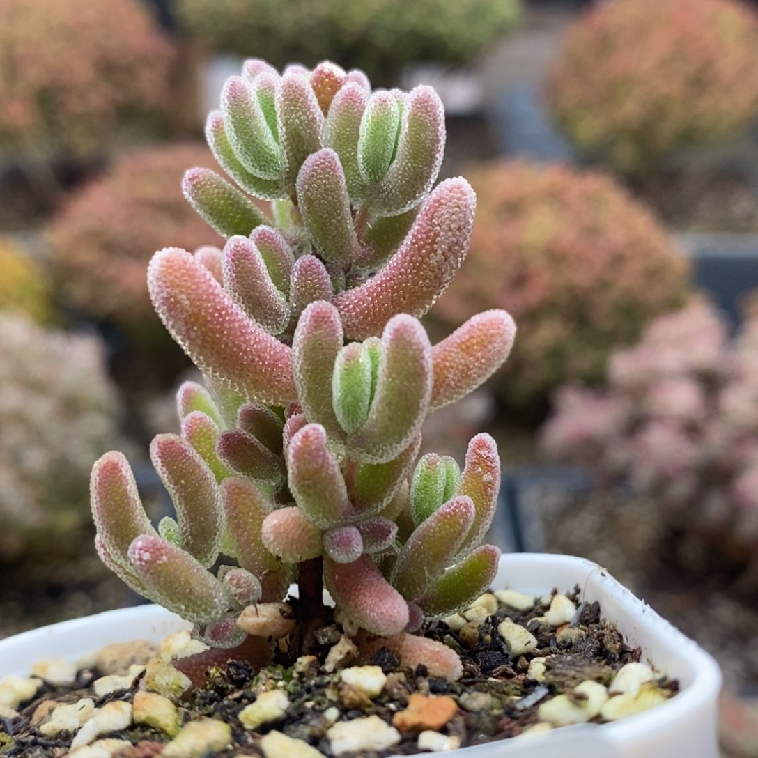 优选红叶4656年后发货