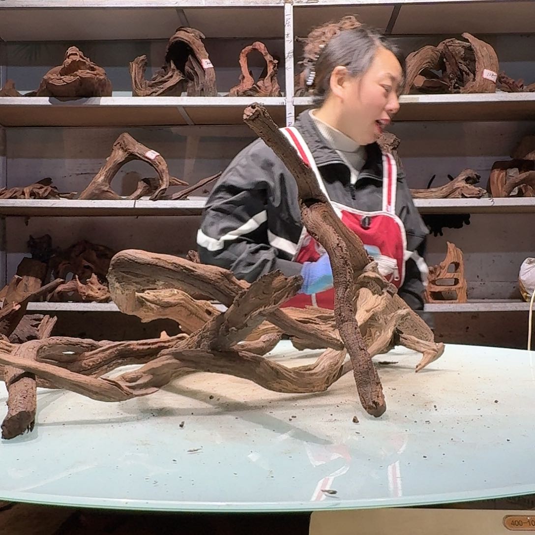 倍诸沉木不包损必褪色小***㍿6972紫柚枝条