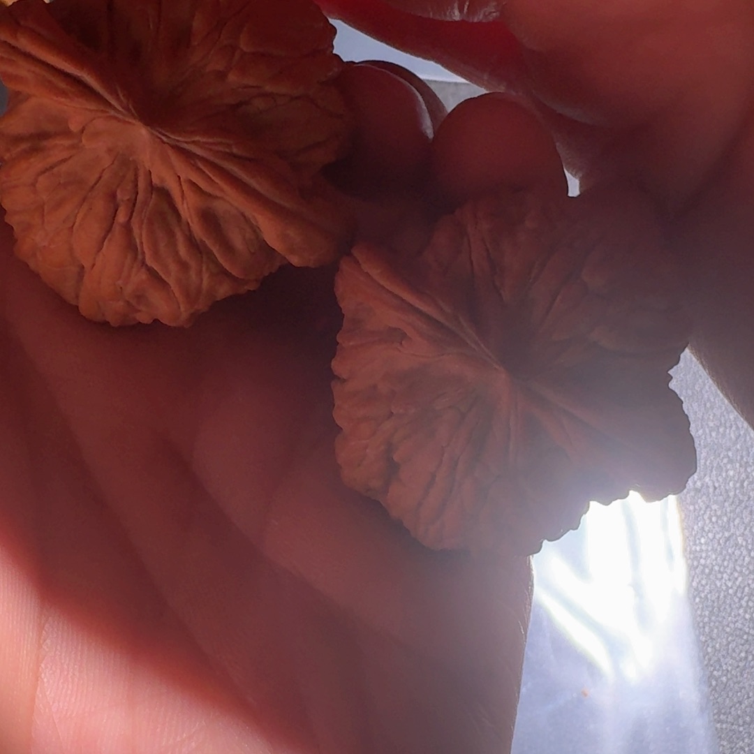 核桃核桃核桃核桃核桃