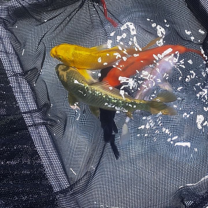 锦鲤锦鲤活鱼开箱包活
