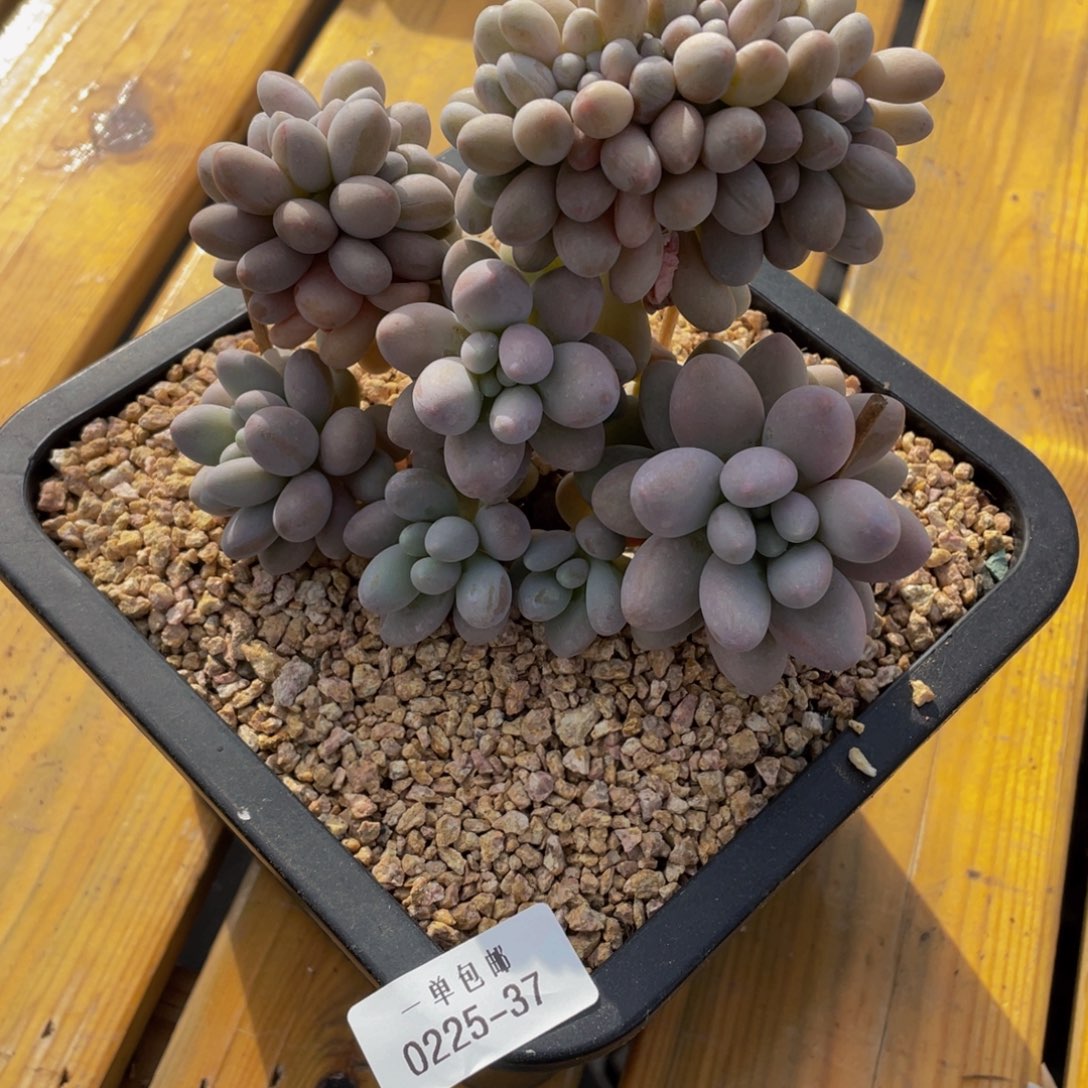 0225-37-汤圆缀化。。。。。