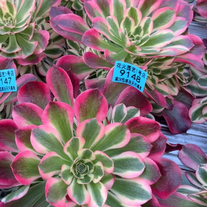 女郎9148多肉植物
