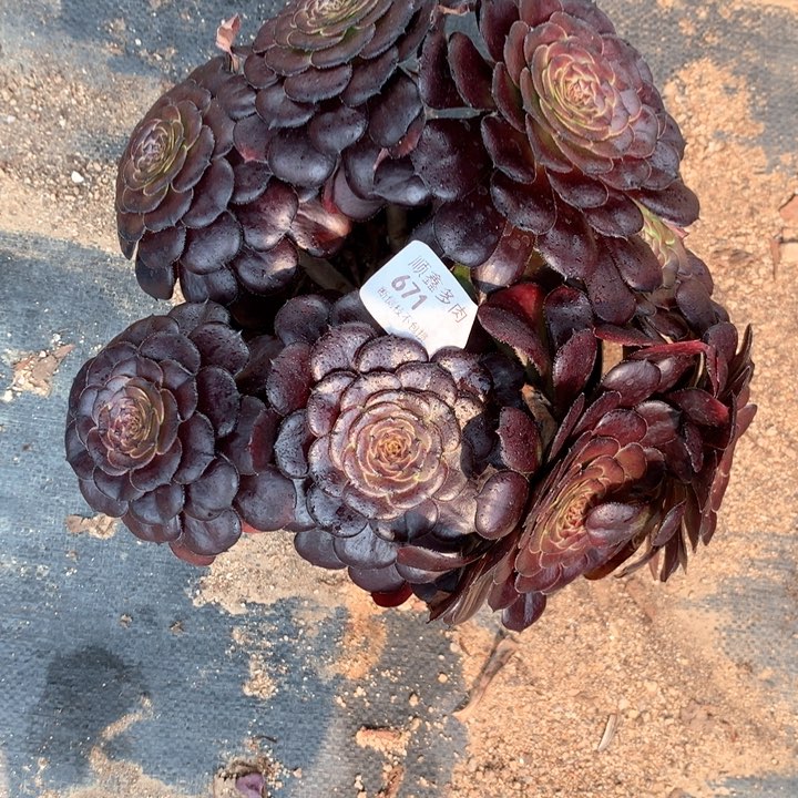 671黑萝莉多肉植物