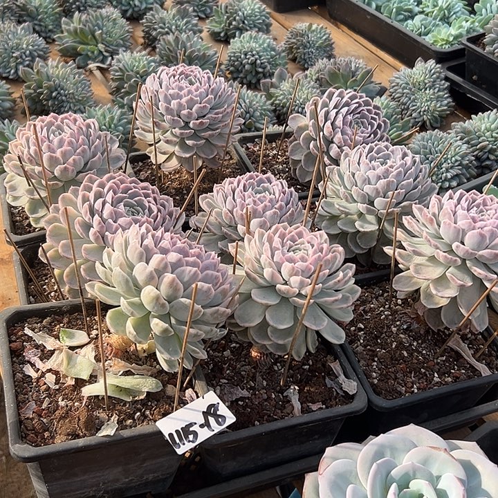 1115-18老缀雪球锦随机