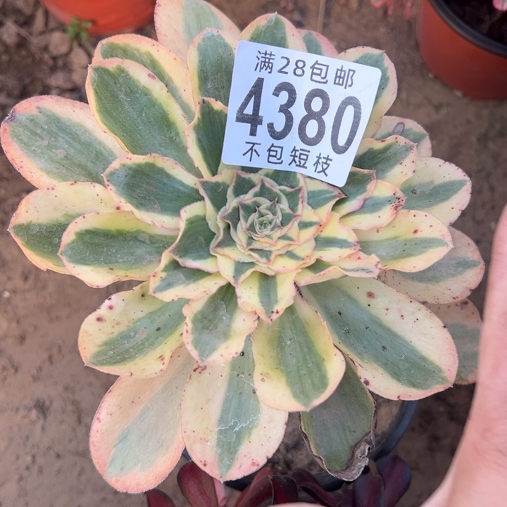 4380燕姿锦多肉植物法师