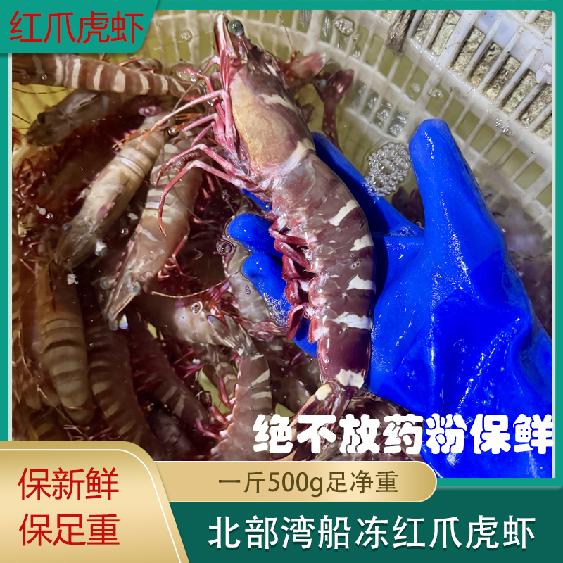 北部湾本港竹节虾海虾基围虾红爪虎鲜活冷冻船冻虾新鲜鲜甜海鲜