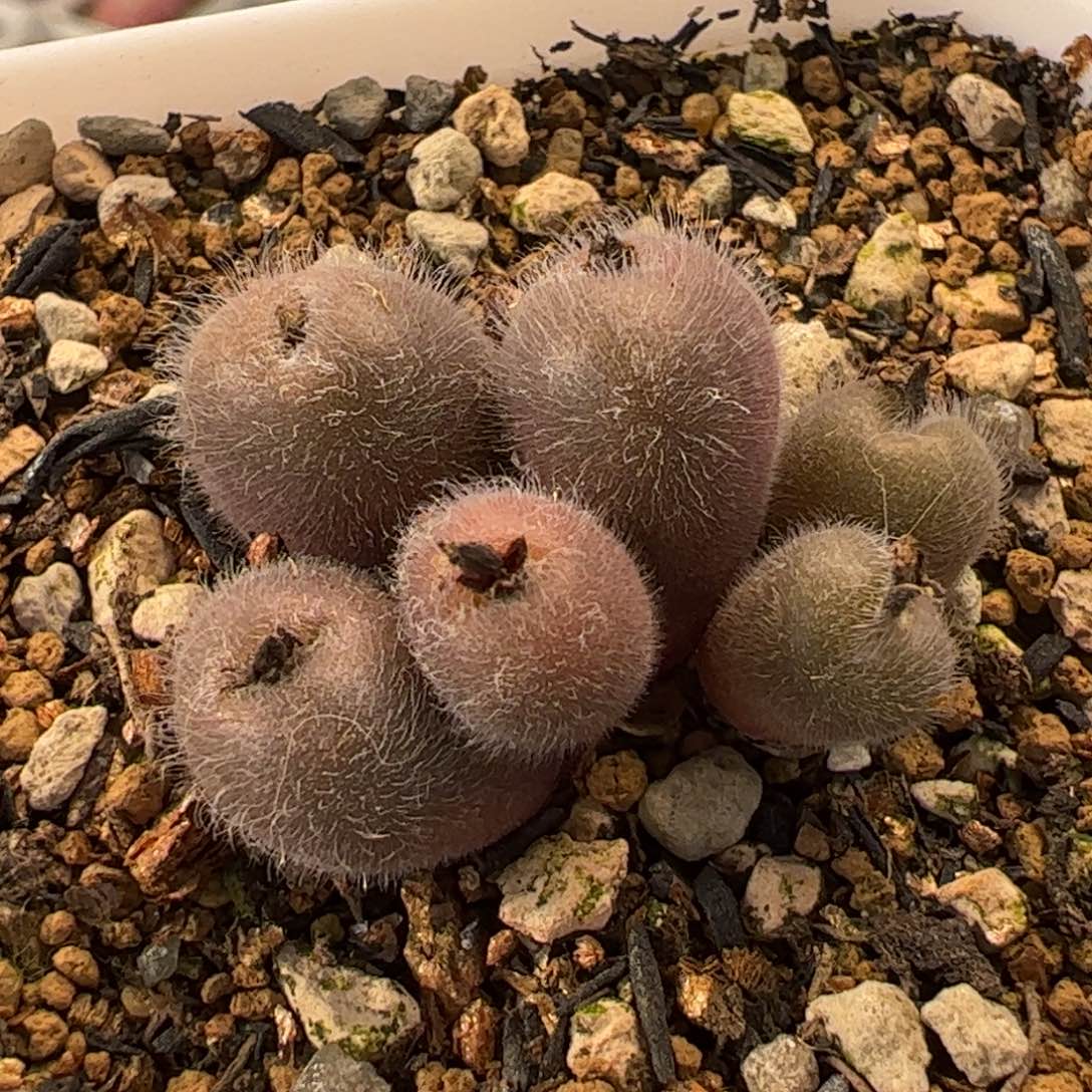 051多肉植物组合