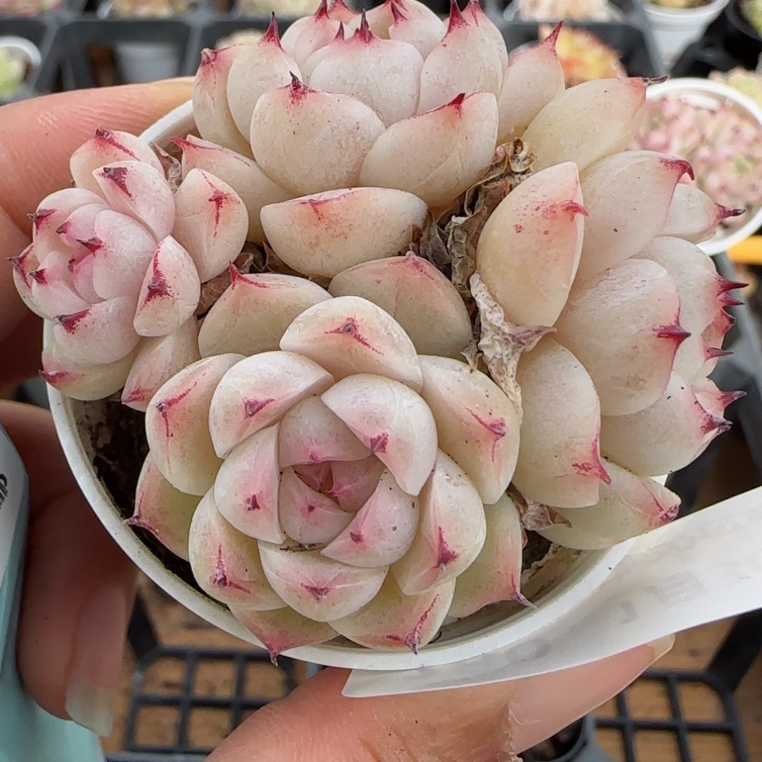 花语逸镜0130-280